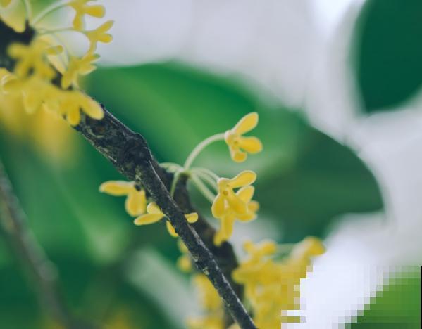 阳台党想要养桂花，可真是“难上加难”，原因主要有4点