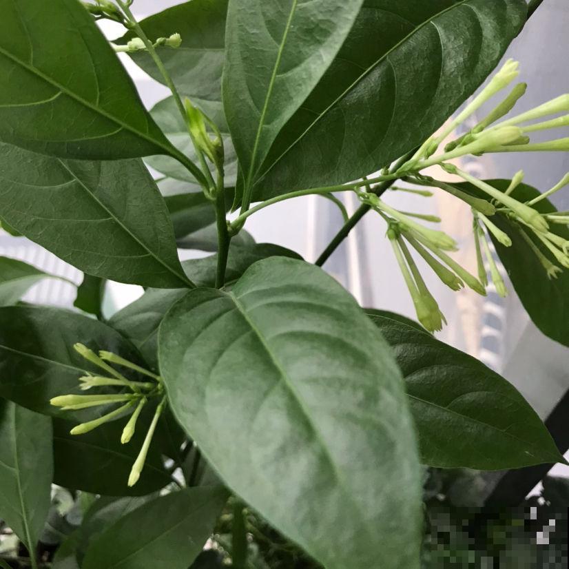 养花不能随便养，有的有害，有的反而健康