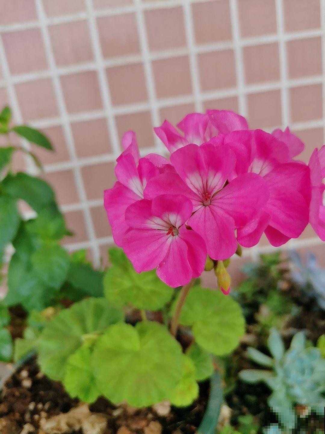 天竺葵想要开花多又艳,做到三个“刚刚好”,花满阳台四季如春 天竺葵想要开花多又艳,做到三个“刚刚好”,花满阳台四季如春