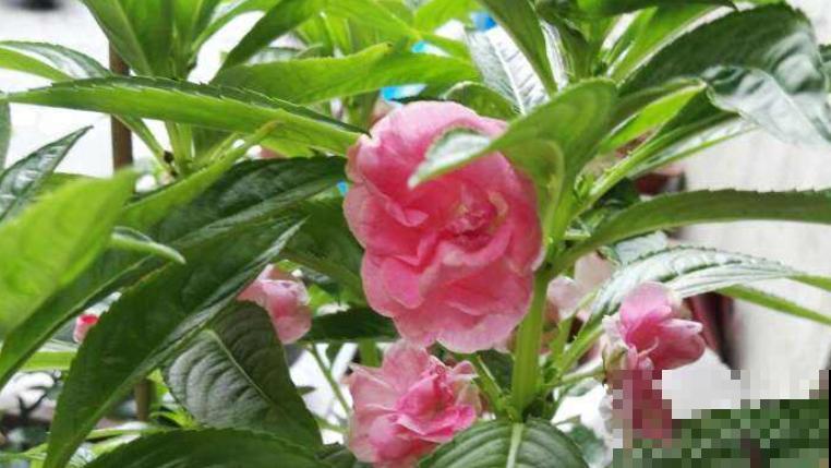 重瓣凤仙花要想爆盆，就要狠心掐个尖儿，才能呼呼开花不停