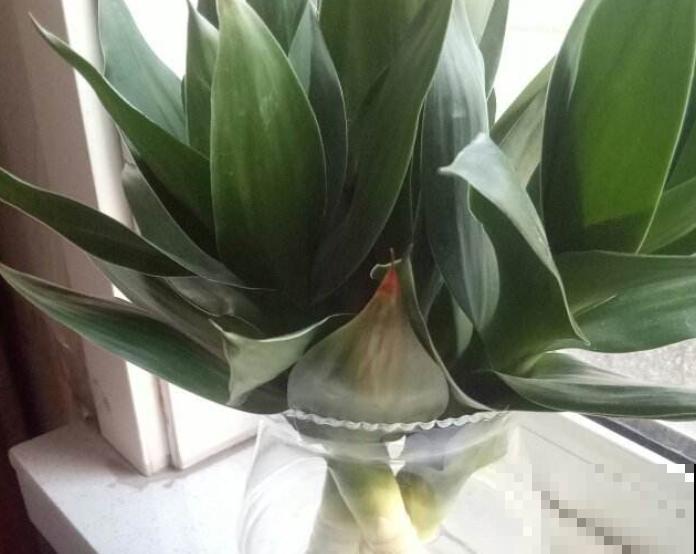 家里养盆观音竹，注意这四步，轻松进行扦插繁殖