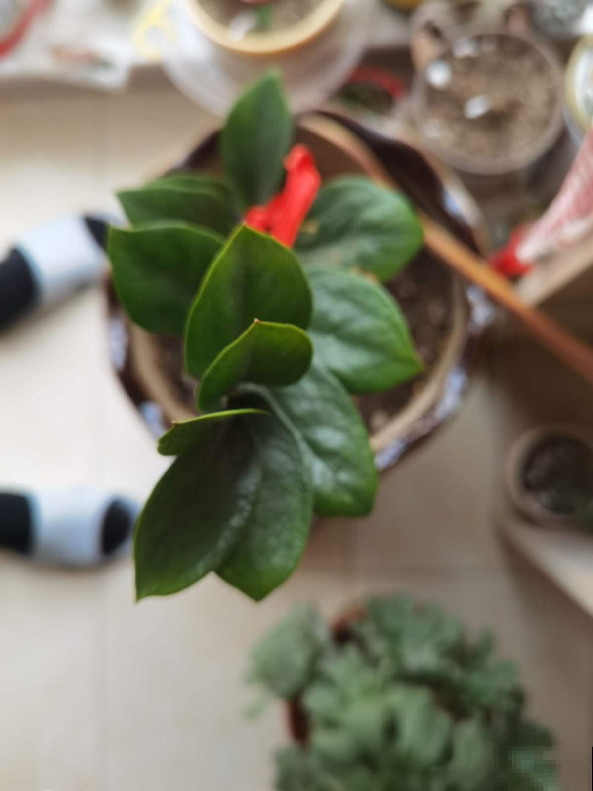 这6种花适合春天扦插，生根快，再晚就来不及了