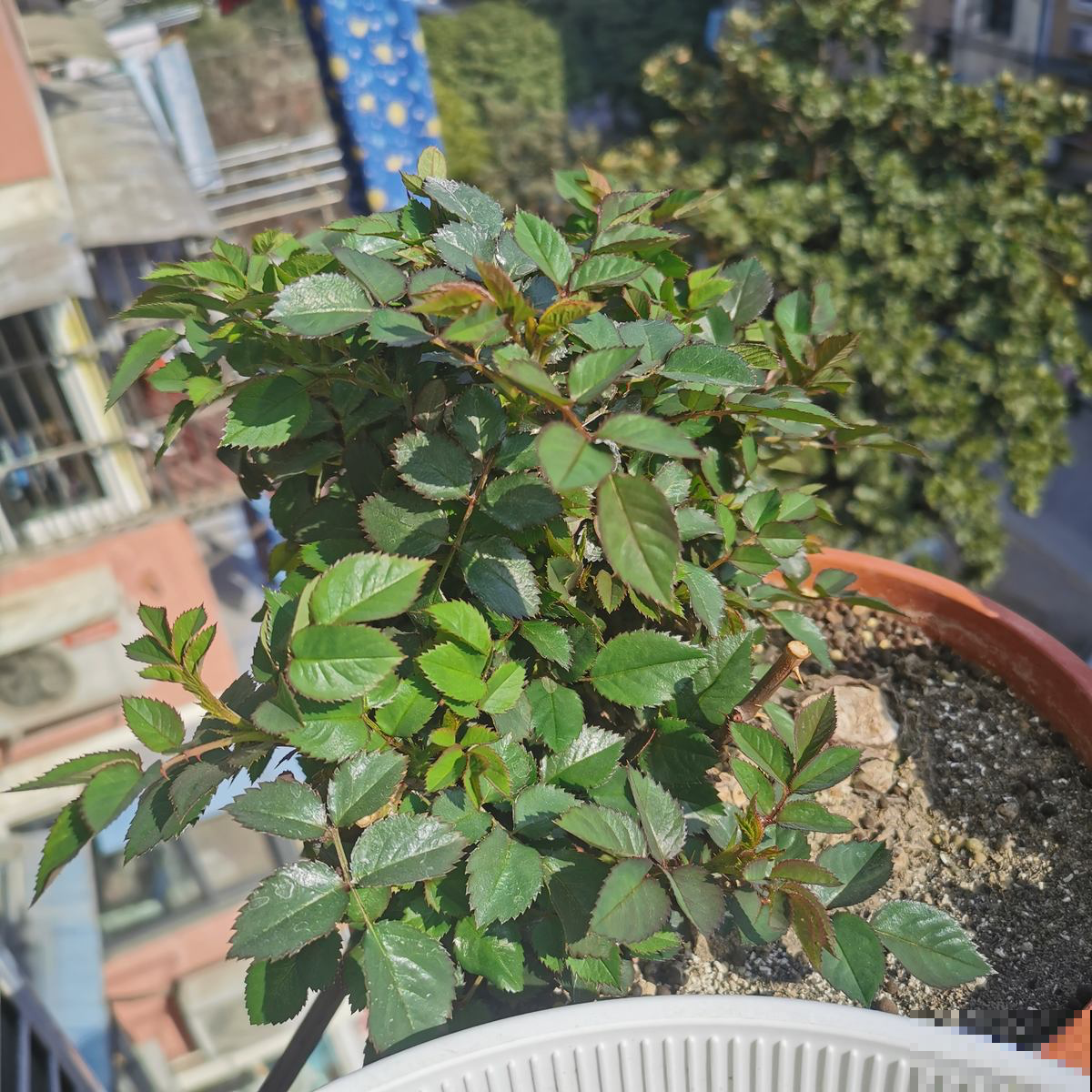 植物只长叶不开花,记住4个要点,很快开花爆盆 植物只长叶不开花,记住4个要点,很快开花爆盆