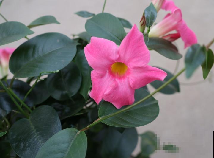 飘香藤叶子干得像草,关键是这4要点没注意,再不管就干死 飘香藤叶子干得像草,关键是这4要点没注意,再不管就干死