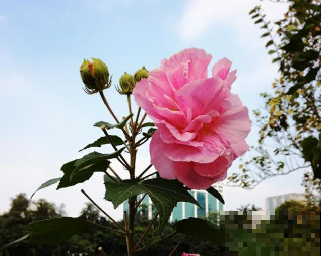 想要只要木芙蓉的种植方法，来看看这4点，轻松种植