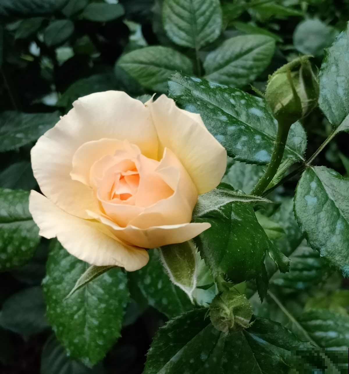 月季里的“开花机器”,养一棵就能打造花园,满院子香味 月季里的“开花机器”,养一棵就能打造花园,满院子香味