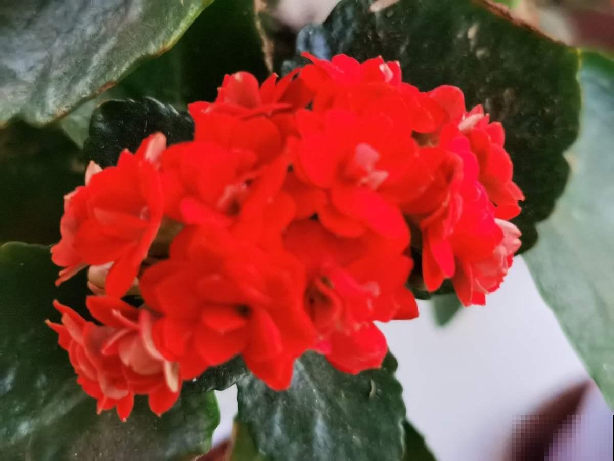 养4种花别“手贱”,粗放养护才能养得好,越勤快越养不活 养4种花别“手贱”,粗放养护才能养得好,越勤快越养不活