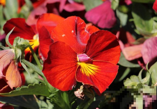 三色堇种子要想发芽快,养殖注意这4点,才能开更好的花 三色堇种子要想发芽快,养殖注意这4点,才能开更好的花