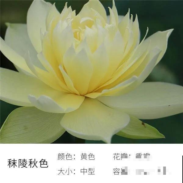 碗里就能种的荷花，1节藕种土里，初夏就开花