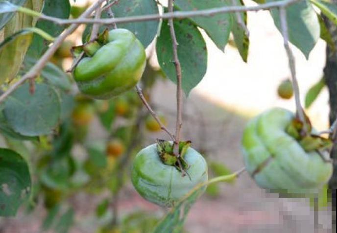 好吃的柿子，养护要注意这4点，结果又大又甜