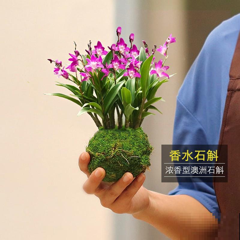 文心兰出花剑后,这4点要注意,以免养殖出问题 文心兰出花剑后,这4点要注意,以免养殖出问题