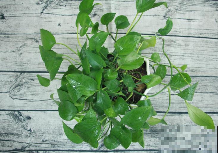 绿萝叶子黄恹恹，注意4要点，叶子绿得直发光