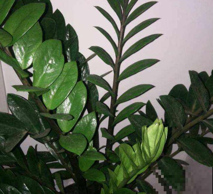 金钱树养家里,旺家旺业有好兆头,记住4点长得更旺 金钱树养家里,旺家旺业有好兆头,记住4点长得更旺