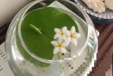 一叶莲的养殖方法，主要有这4点，记住轻松养殖