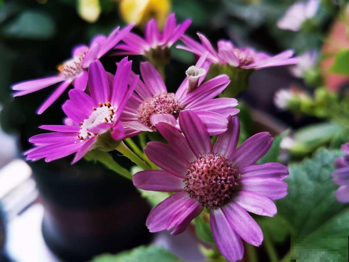 室内养花摆放位置有讲究，放对了有招财进宝好意头，赶紧来学学