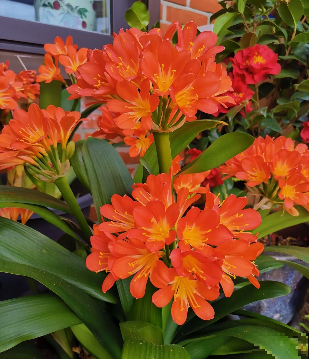 君子兰一直不开花，学会什么叫“春化”，开花数量翻倍