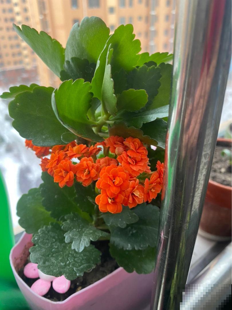 4个好习惯，春天养护长寿花，还能接着爆盆