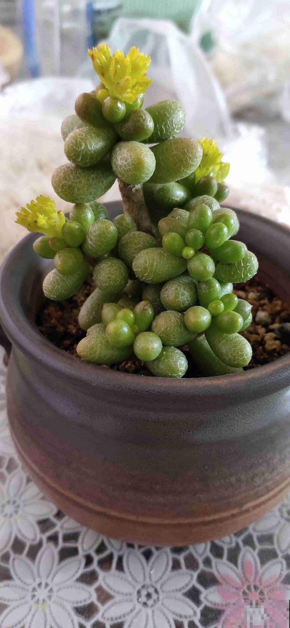 1种多肉的名字叫“绿龟卵”，肉乎乎圆墩墩特可爱，活像艺术品