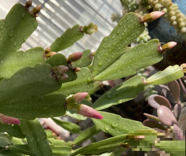 仙人指要想养开花,记住这4点,有利于开花 仙人指要想养开花,记住这4点,有利于开花