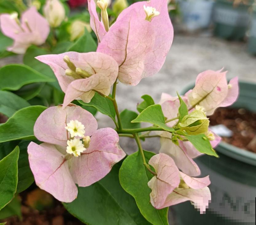 春天想让三角梅爆开花,要注意5点养护,阳台变花园 春天想让三角梅爆开花,要注意5点养护,阳台变花园