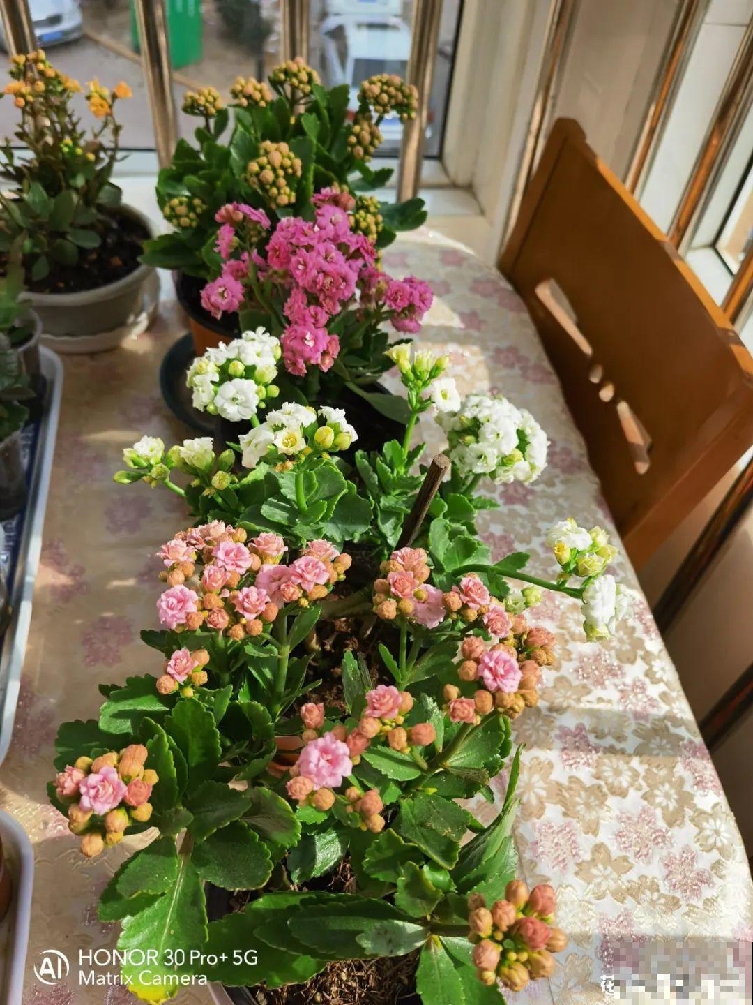 6种花，二月底快扦插，十几天就生根