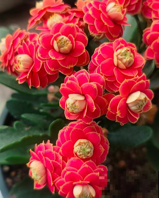 4个好习惯，春天养护长寿花，还能接着爆盆