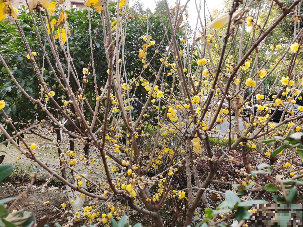 过年了还不养梅花？香味舒心颜色好看，养一盆正合适