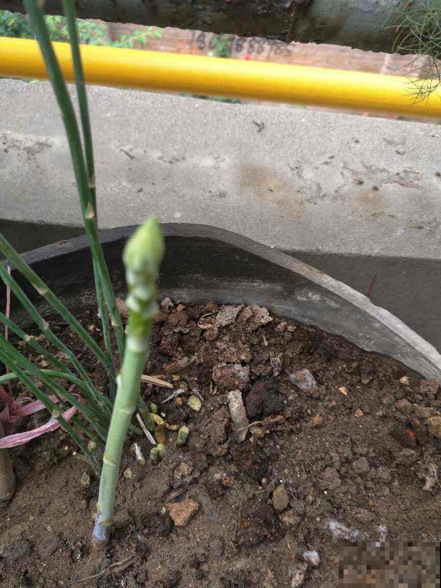 芦笋种1次，能吃十几年，比摇钱树还要划算