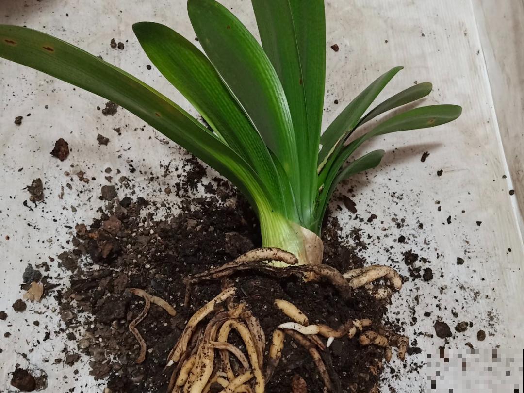 3个症状，说明花缺肥了，赶快补上，下个月大爆花