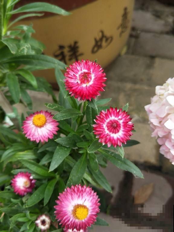 一盆年宵花就5块钱，还特别好养，不买就要吃亏