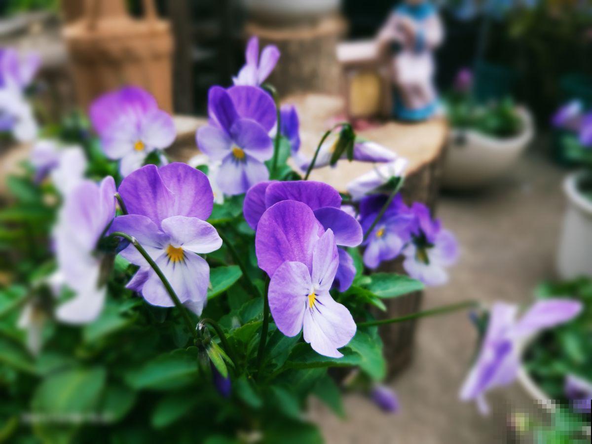 按色系分类的搭配技巧，庭院养花最受用