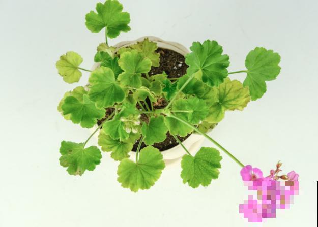 天竺葵养殖，注意这4点，容易爆盆