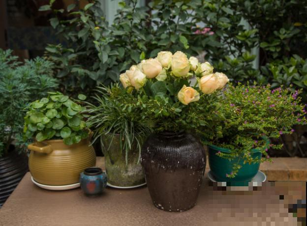 花土里出现一层白色，可能是这3种原因导致，平时养护要注意