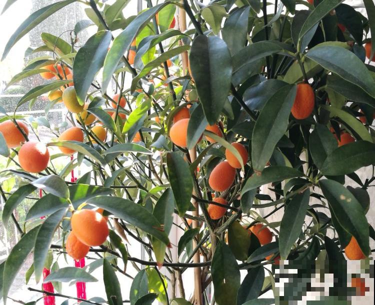 家里养盆“黄金果”，果子结满枝头，养家里福气满满