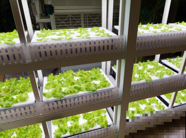 育苗盘培育蔬菜，学会这4点，长势旺盛