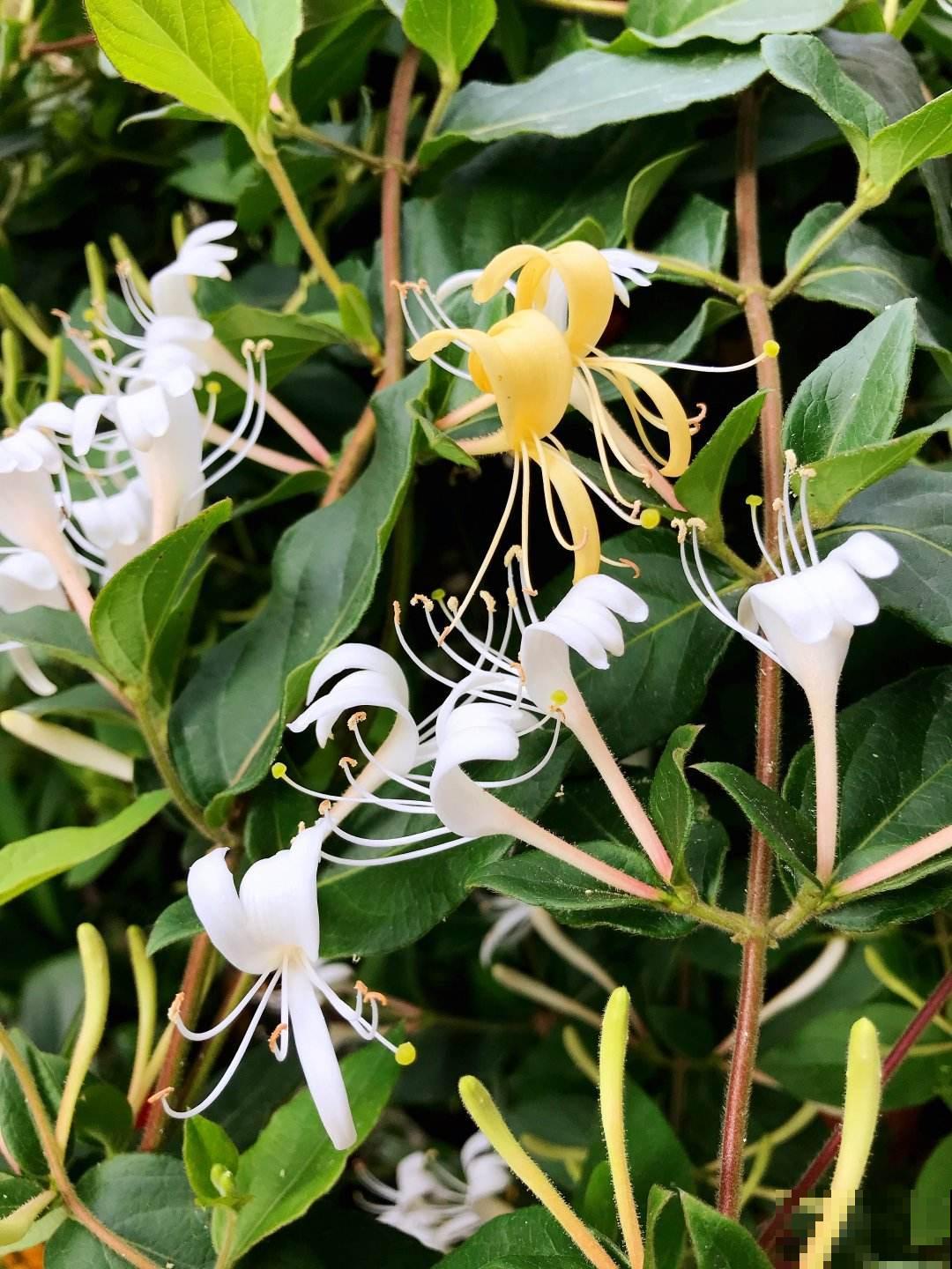 4种“女人花”,爆花容易还能吃,养出好气色 4种“女人花”,爆花容易还能吃,养出好气色