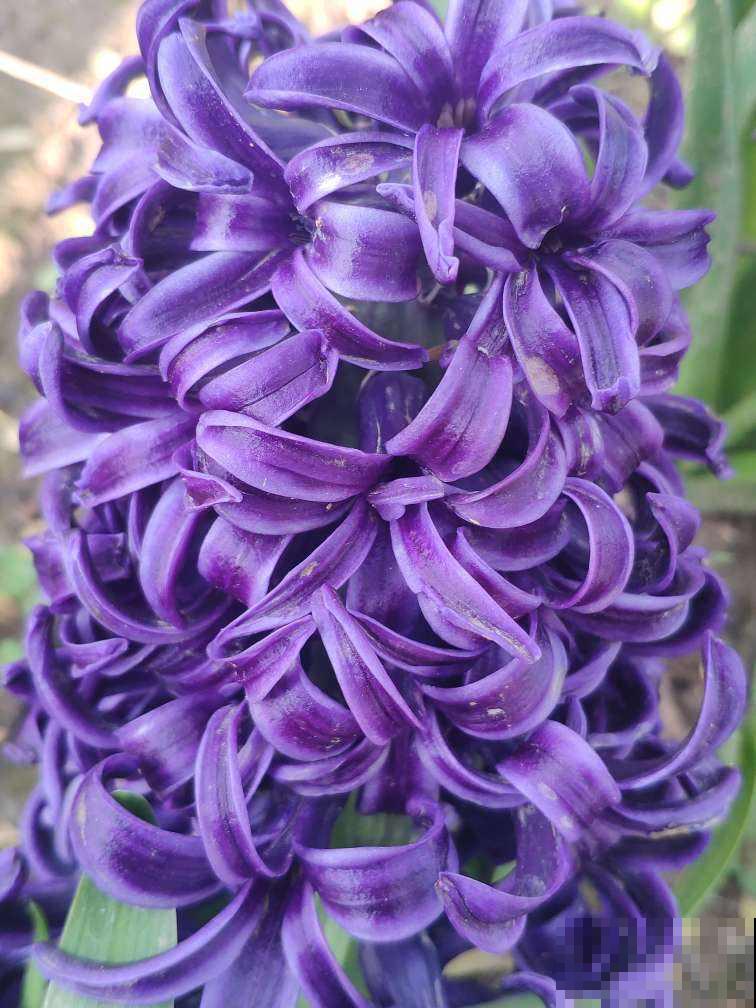 4种“一次性”花,开完了就扔,很难再养活 4种“一次性”花,开完了就扔,很难再养活