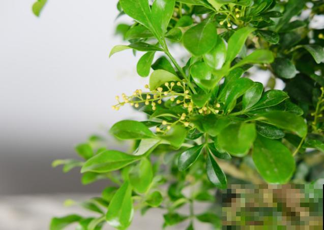 酸性土壤的花卉有很多，这5种最常见，换对土长势好