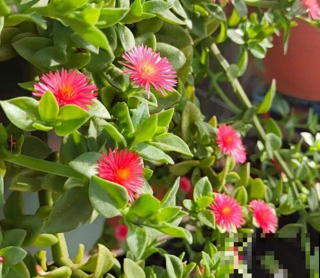 养花少不了的“大肥王”，学会施肥花长得壮，赶紧学学