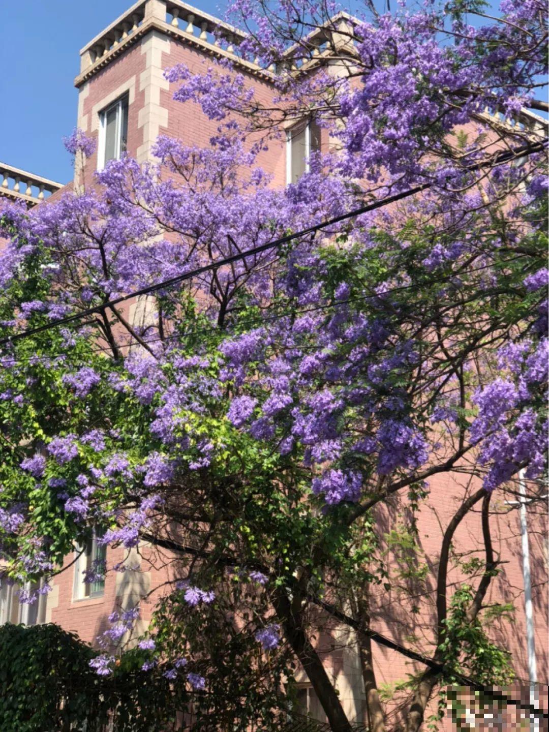 过年烟花没看够，快养这9种花，开花更美
