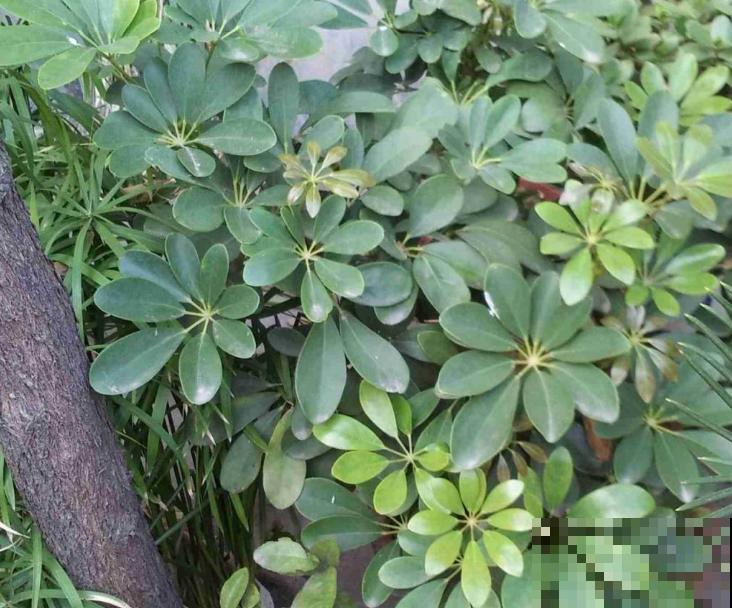 植物中的“空气净化器”，剪个枝条插水里，1周长出毛细根