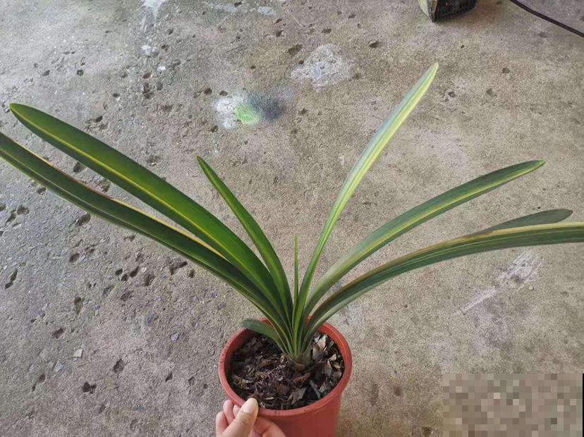 养花最怕3件事，但凡你中招了，说明不适合养花