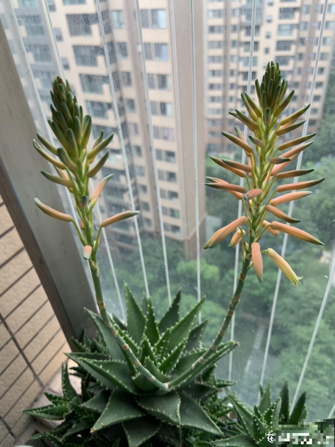 老人常说,6种吉祥花,轻易不开花,开花据说有好运 老人常说,6种吉祥花,轻易不开花,开花据说有好运