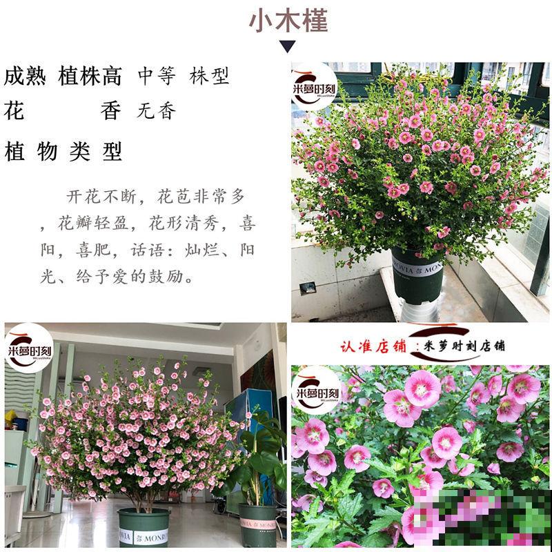 小阳台的开花机器,花期能达大半年,月月爆开不歇气,真香! 小阳台的开花机器,花期能达大半年,月月爆开不歇气,真香!