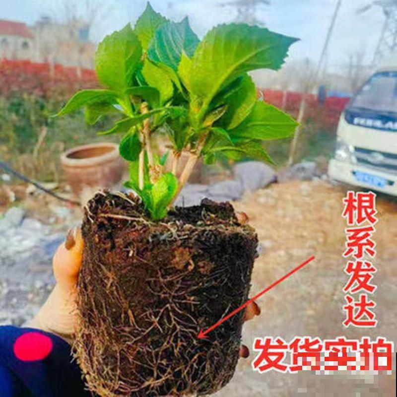 绣球花秋天修剪,记住这2点,来年开花更好 绣球花秋天修剪,记住这2点,来年开花更好
