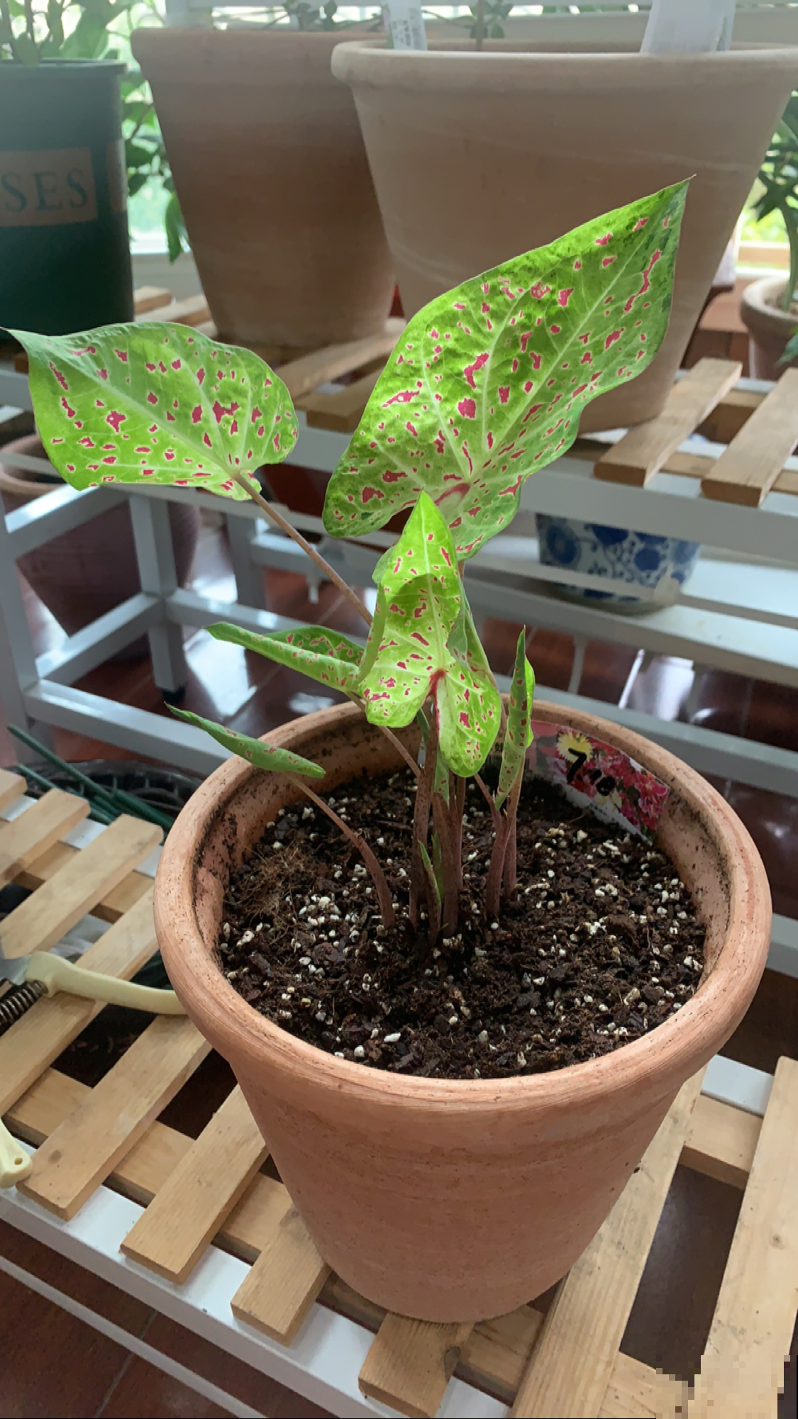 家养植物千千万,这30种都养过的,就是养花大神 家养植物千千万,这30种都养过的,就是养花大神