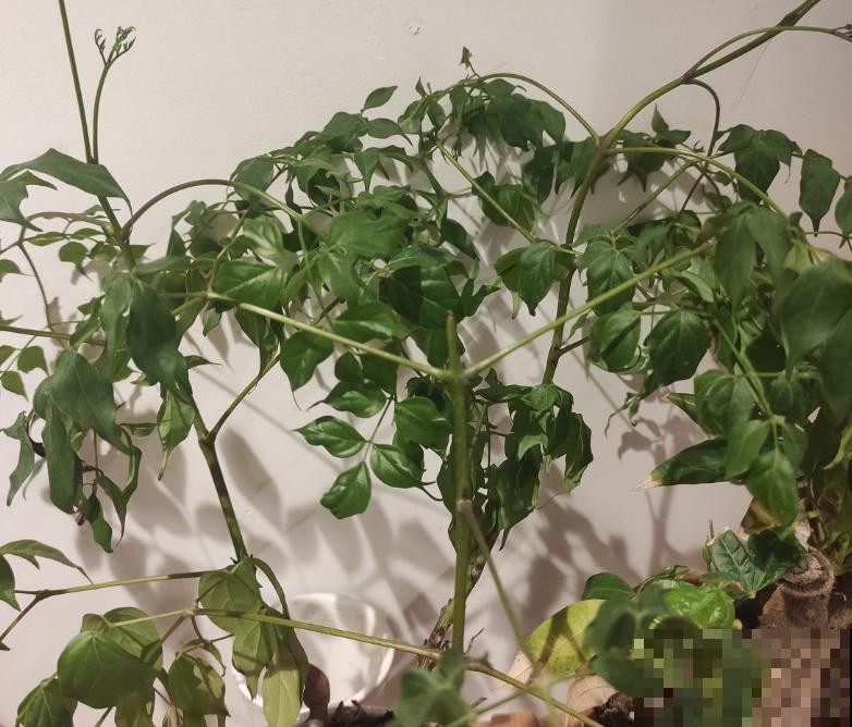 养幸福树就要多喷水,一天不喷,叶子全干死 养幸福树就要多喷水,一天不喷,叶子全干死