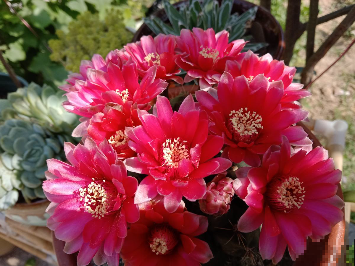 能爆花的3种多肉,花多又漂亮,新手也能养 能爆花的3种多肉,花多又漂亮,新手也能养