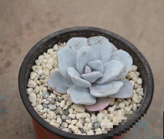 家里养殖多肉雪莲，掌握这5个方法，养护不出问题