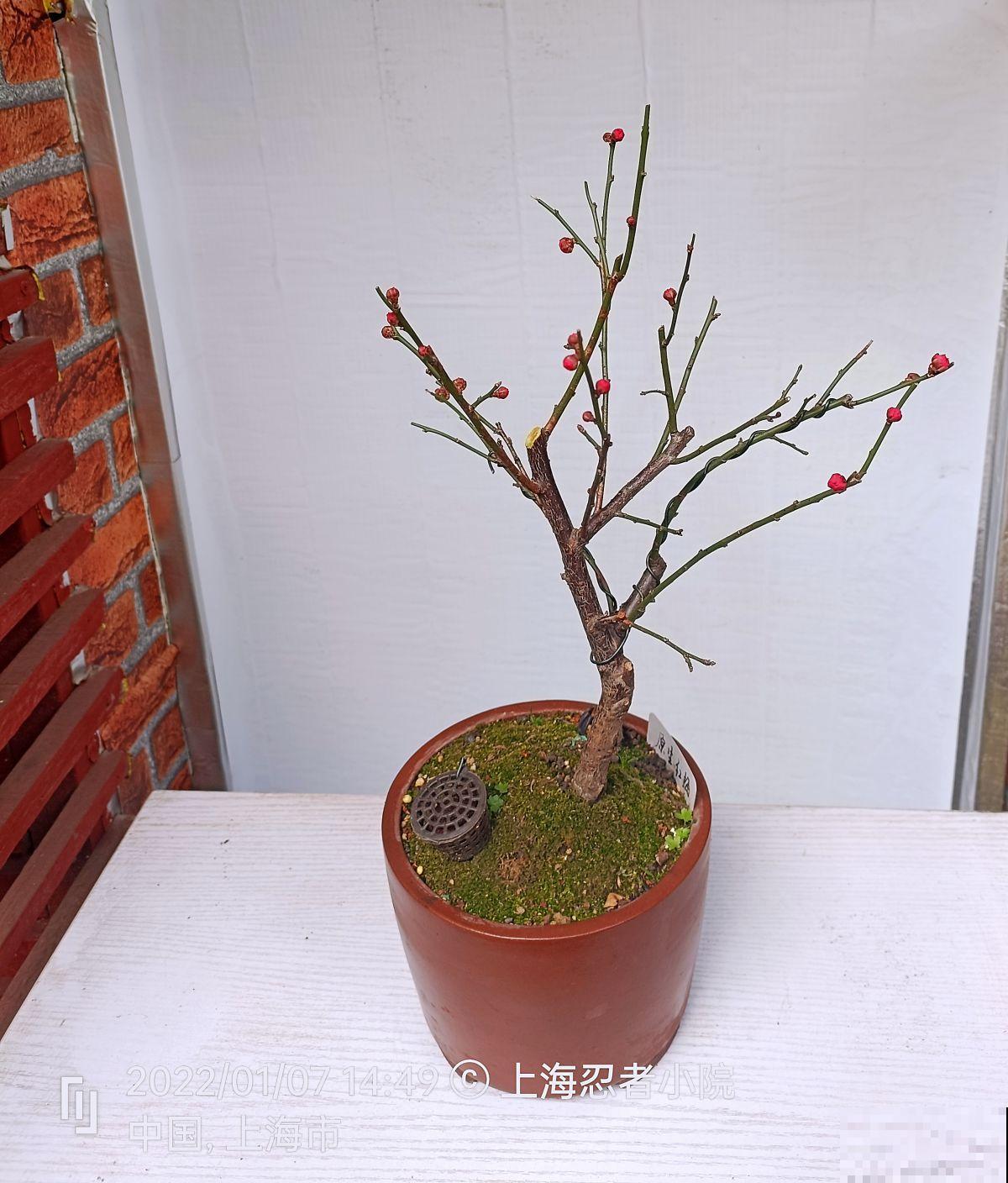 过年了还不养梅花？香味舒心颜色好看，养一盆正合适